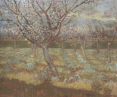 Apricot Trees in Blossom (nn04)